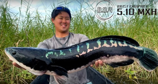 Fishman tester Takehiro Nakamura landing a huge Toman using BC4 510MXH - Ryoshi Pro Outfitters