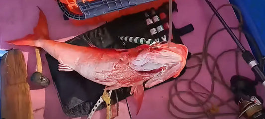 Aquee palawan angler showing the strength and versatility of his Piratez Vanguard rod by landing a 9kg ruby snapper in just a bit over 2 mins. -Ryoshi Pro Outfitters