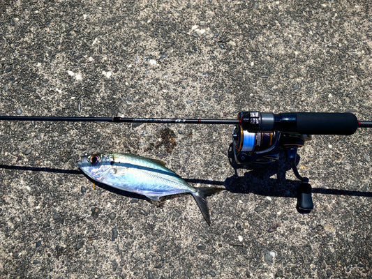 Tested out the Smith Bayliner BL-551XUL-S/AJ, An ajing tuned full soild rod with Fuji reel seat and Fuji titanium torzite + Titanium sic corrsion free guides. - Ryoshi Pro Outfitters