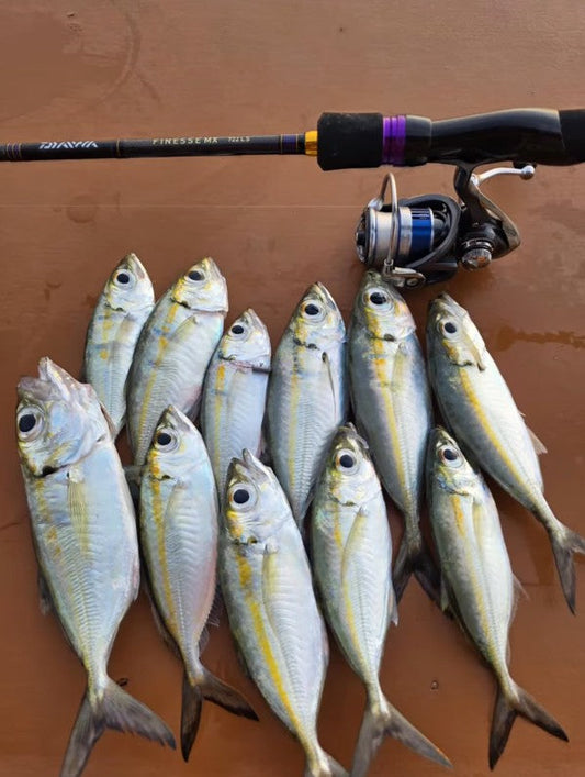 Angler Aijo Okamura Demonstrates how sensitive Daiwa Finesse MX 722LS rod and Daiwa 20 Legalis reel is feeling the very faint a big eye scad makes during one of his ajing sessions. - Ryoshi Pro Outfitters