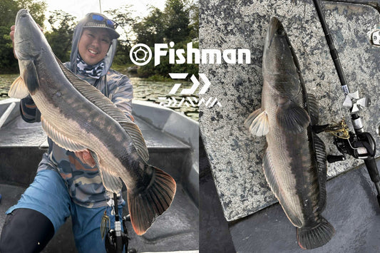Fishman tester angler Takehiro Nakamura landing a big Toman at Lake Caliraya laguna using Fishman BC (Brist Compact) series rod and Daiwa Zillion reel. - Ryoshi Pro Outfitters