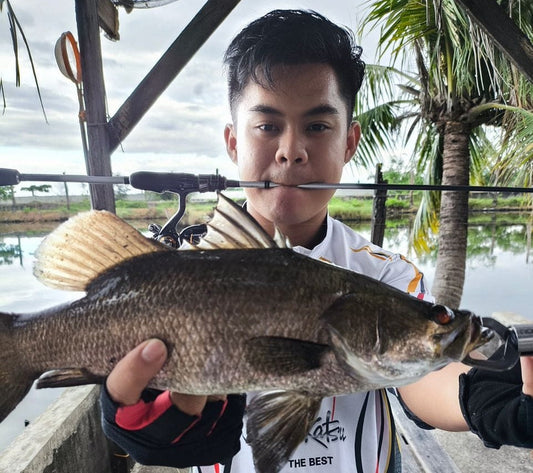 Malaysian Angler Andy Ng landing a nice barramundi using Daiwa Aerolite Light Rod and Daiwa Caldia LT2000S Reel - Ryoshi Pro Outfitters
