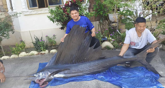Angler Jun Militante Landing a big 35.8kg Sailfish on his new Daiwa 25 Saltiga 35HL - Ryoshi Pro Outfitters