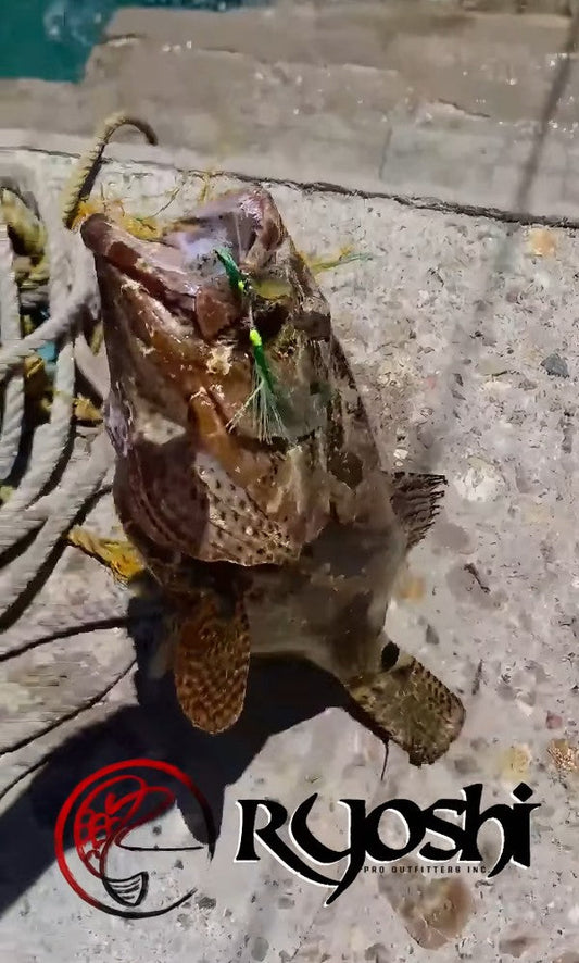 A nice Lapu lapu caught by Angler Aijo Okamura using Daiwa Over there shore multi casting rod, Daiwa Bg rr reel, Daiwa Samurai tungsten jigs with crimson sagai special assist hooks. - Ryoshi Pro Outfitters