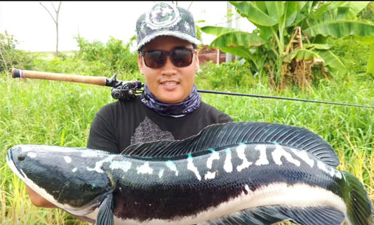 Toman Hunter Julius Mamangun Landing a Mama Toman using ValleyHill Blackscale Rod - Ryoshi Pro Outfitters