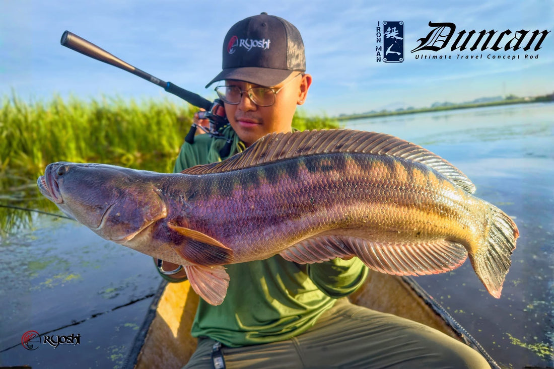 Ironman Rod tester angler Cyrus Diamse aka Bosai landing a nice sized Toman using Ironman Duncan DC70H-5 rod. - Ryoshi Pro Outfitters