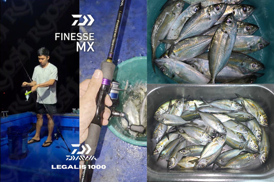Angler Aijo Okamura catching multiple big eye scads (aji) using Daiwa finesse MX rod and Daiwa Legalis 1000 reel. - Ryoshi Pro Outfitters