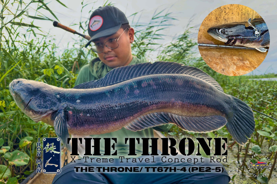 A big size Toman Caught by angler Bosai using Ironman The Throne TT67H-4 casting travel rod and RPO Buzzbait! Congrats sir Bosai!!! - Ryoshi Pro Outfitters