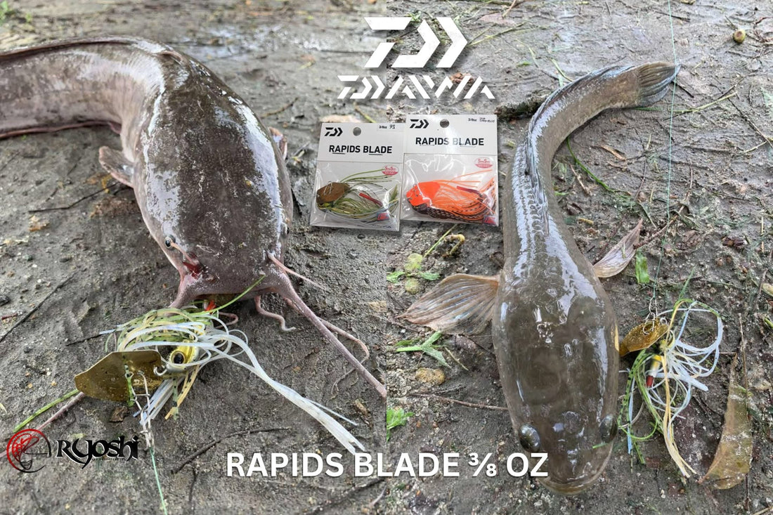 A wild catfish and a snakehead both fell victim to the allure and charm of Daiwa rapids blade lure - Ryoshi Pro Outfitters
