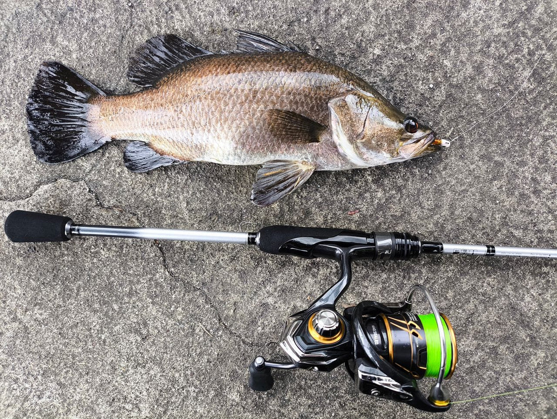 Daiwa Aerolite Rods + Daiwa Caldia Reel + Daiwa J-braid Grand - Ryoshi Pro Outfitters