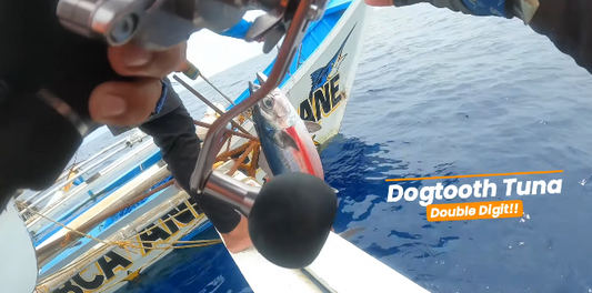 Another double digit dogtooth tuna landed by Ryoshi Pro Outfitters tester Tejz Ligan using Piratez Strike Vanguard 60/2 - Ryoshi Pro Outfitters