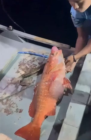 Fun night jigging sa gabi with angler John Michael Ciudadano who landed a nice 7.5kg Dog Snapper (Pargo Perro) on his Saltiga SJ AGS 55B-4 TG rod and 25 Saltiga 300HL reel. - Ryoshi Pro Outfitters