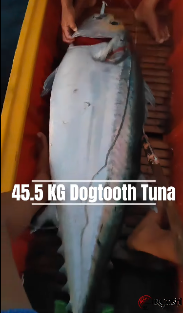 Angler Sanvic Tiaga of Agmanic Romblon landing a huge dogtooth tuna weighing 45.5kg using Ryoshi Pro Outfitters RPO A10E2 Kobura Jig and Decoy Pike Hooks.  - Ryoshi Pro Outfitters
