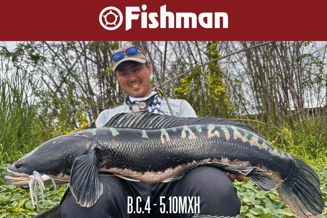 Fishman tester Takehiro Nakamura using Fishman Brist Compact B.C.4 - 510MXH rod to land this huge toman snakehead during his recent toman hunt in the Philippines.  - Ryoshi Pro Outfitters