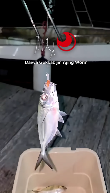 Angler Aijo Okamura doing aji gaming and landing multiple big eye scads. - Ryoshi Pro Outfitters
