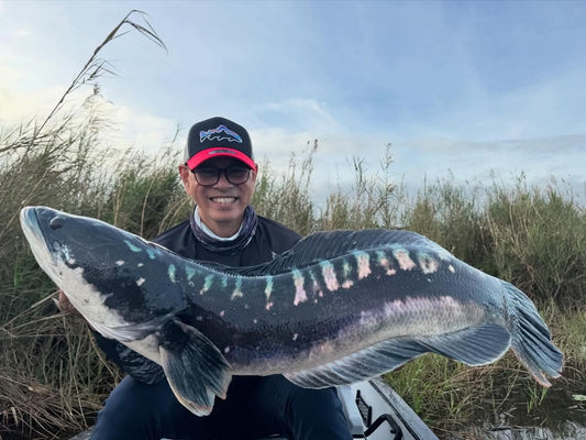 Not all travel rods are the same!!!! Angler Chris Manlapaz was able to land a huge Toman using the Ironman Light Walker Travel Rod ML.