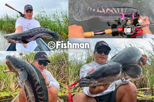 Angler Julius Mamangun subdued this toman using fishman BC4 510MXH on his last toman fishing. - Ryoshi Pro Outfitters
