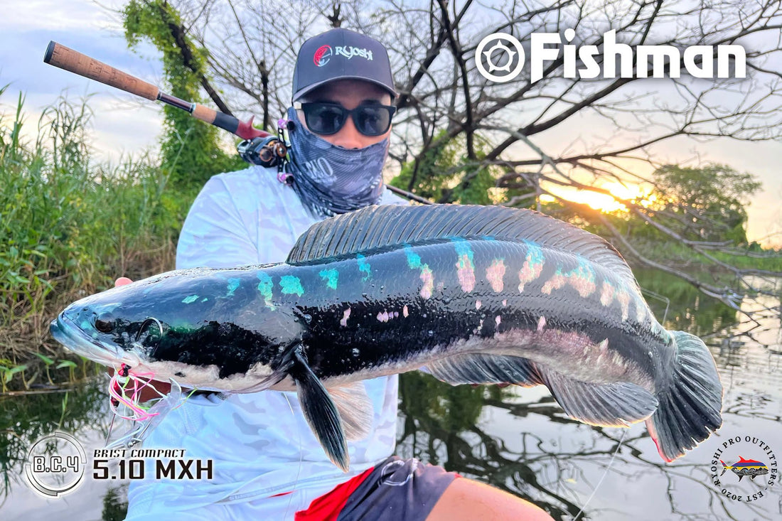 A nice size Toman landed by Fishman tester angler Julius Mamangun using Fishman BC4 510 mxh. - Ryoshi Pro Outfitters