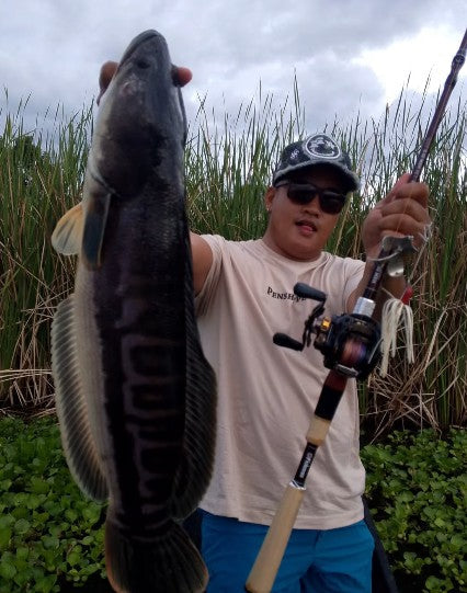 Angler Julius Mamangun hunting for Philippine toman and land a huge one using Fishman BC 510 mxh rod, Congrats sir Julius! - Ryoshi Pro Ourfitters