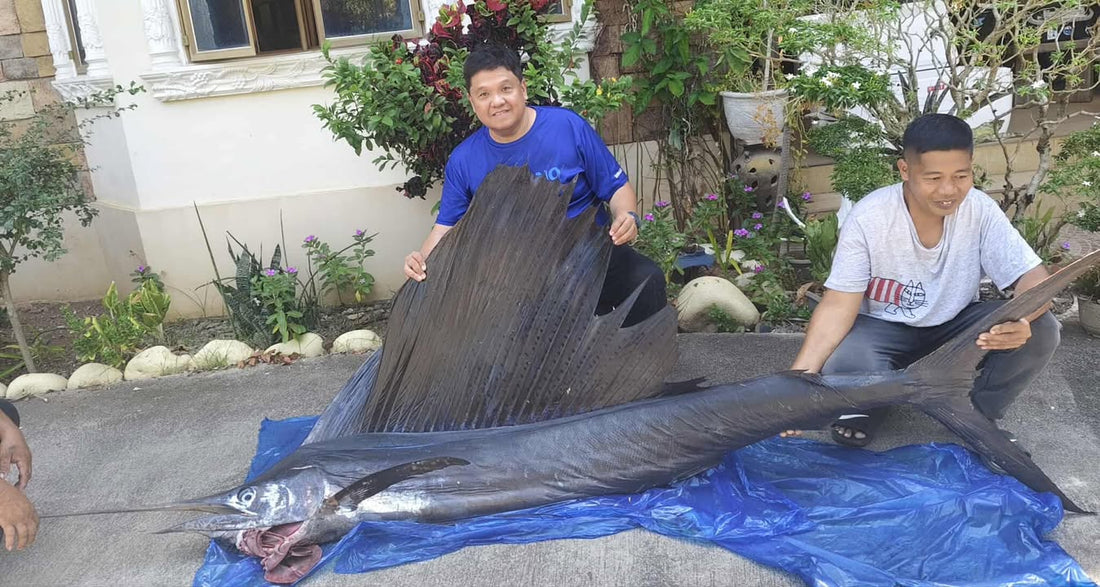 Angler Jun Militante Landing a big 35.8kg Sailfish on his new Daiwa 25 Saltiga 35HL - Ryoshi Pro Outfitters