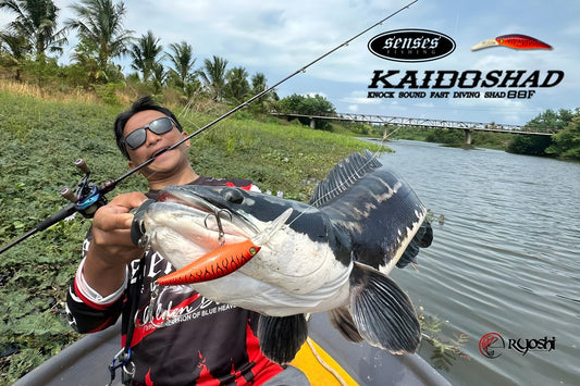 A huge toman caught on Senses Kaido Shad FD, known for its ability to dive deeply the moment you reel in and produces a sound that mimics an injured feeling baitfish thereby enticing any gamefish to strike. - Ryoshi Pro Outfitters