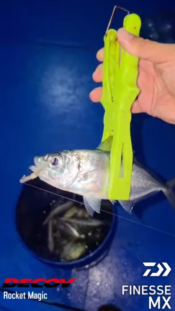 Angler Aijo Okamura landing horse mackerel after horse mackerel using Daiwa Finesse MX 722LS and Decoy rocket magic jighead. - Ryoshi Pro Outfitters