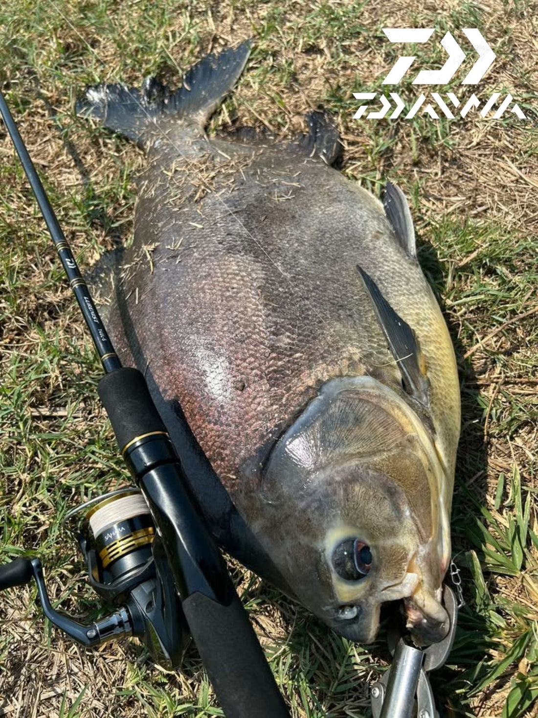 A Giant Pacu caught by angler Isaac Apolinario on his Daiwa Lurenist 74UL - Ryoshi Pro Outfitters
