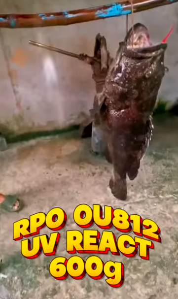 Angler Remar Odtojan land a huge grouper using RPO OU812 600g silver color jig, proof of how effective and easy this jig is. Congrats sir Remar. - Ryoshi Pro Outfitters